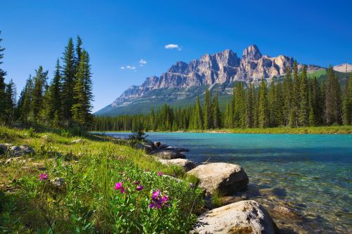 Wildflowers growing next to Bow River with Castle Mountain in the background in Banff National Park Canada 