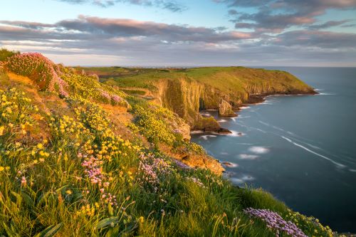 A coastline with cliffs full of grasses and flowers against a sunset sky above the quiet ocean