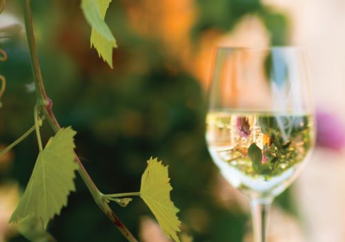 Closeup of a wine glass filled with white wine and a vine with green leaves hanging next to it