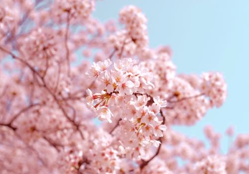 A closeup of a branch of cherry blossom in full bloom 