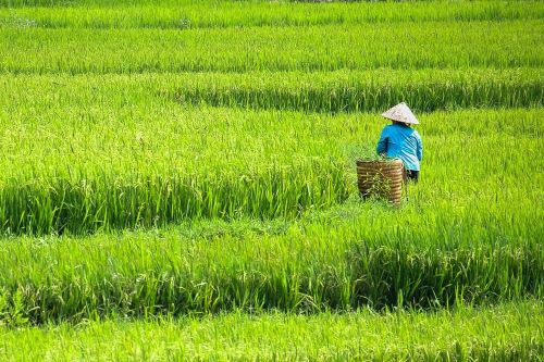 A farmer with a traditional pointy Vietnamese hat harvesting in the middle of a bright green rice field.
