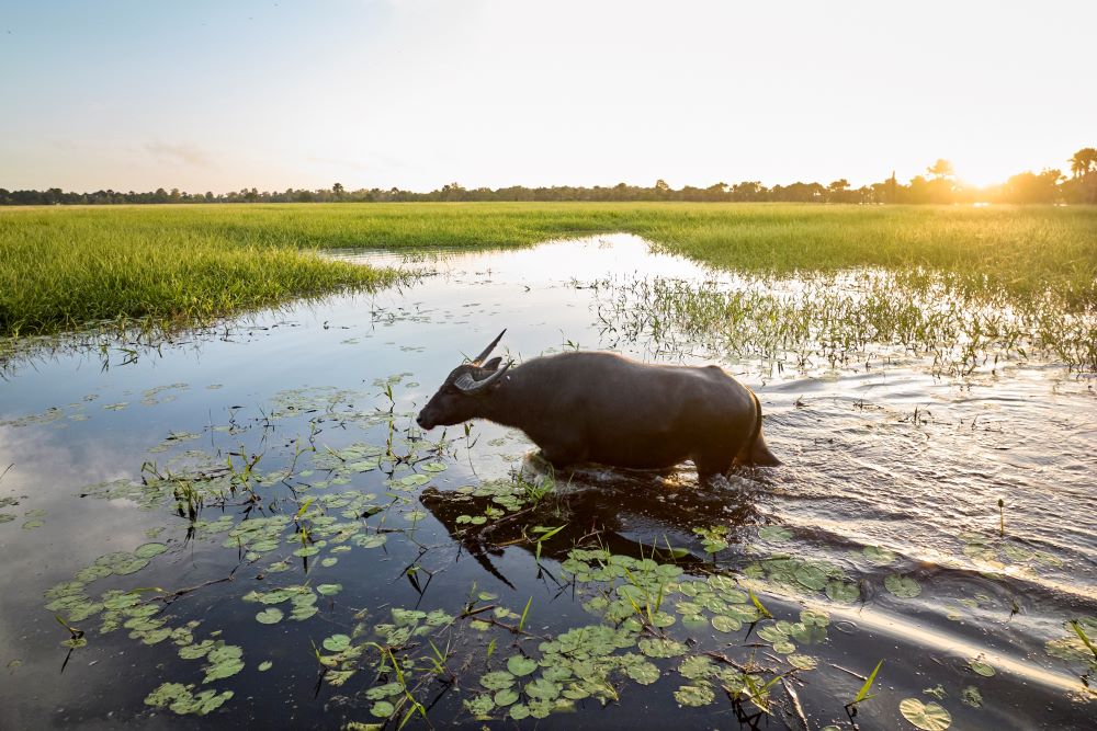 A buffalo is walking through Arafura Swamp while the low standing sun is covering the swamp in soft light