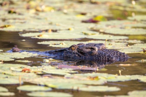 A crocodile peers through water lilies 