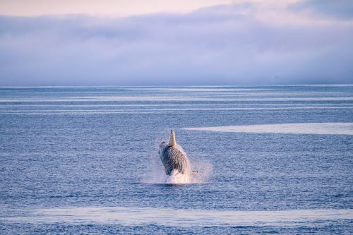 A whale breaching in the middle of the ocean and clouds in the sky