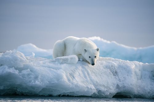 A polar bear on some ice looking down into the ocean