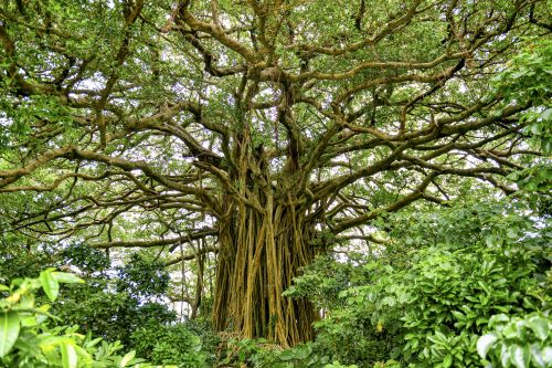 A large Zelkova tree in Japan with large branches and greenery