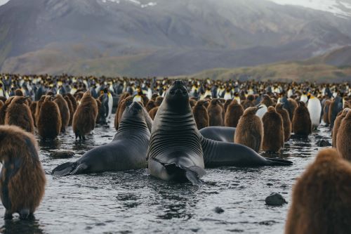 An abundance of King Penguins and seals in the Antarctic wilderness 