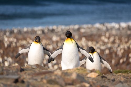 A group of King Penguins walking around in the Antarctic sunshine