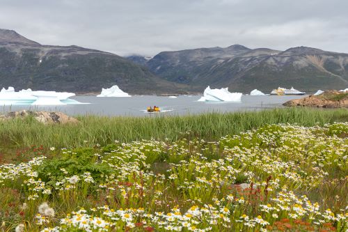 A lawn full of tundra wildflowers and the Quark Expeditions zodiac cruising in the background along some icebergs 