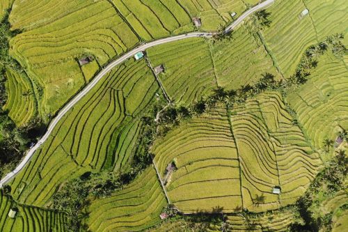 A top-down aerial view of some green terrace plantations.