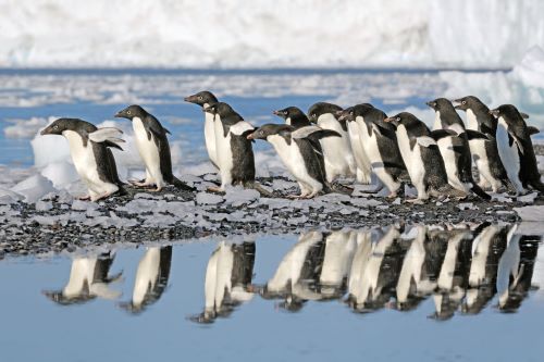 A group of penguins walking together through the icy landscape