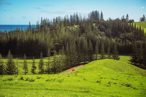 Lots of Norfolk Island Pines on rolling green hills and the ocean in the background