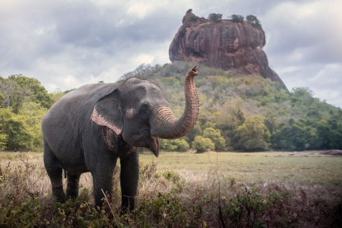 An elephant with raised trunk near Sigiriya lion rock fortress 