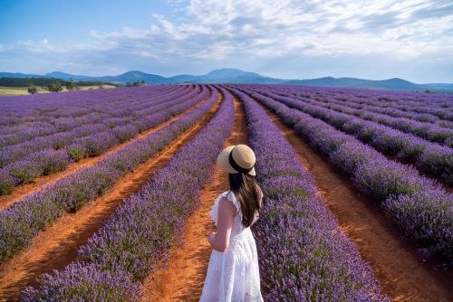 A woman in a summer dress and hat standing in front of a blooming Lavender field