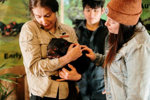 A zookeeper holding a Tasmanian Devil and letting visitors pet the animal 