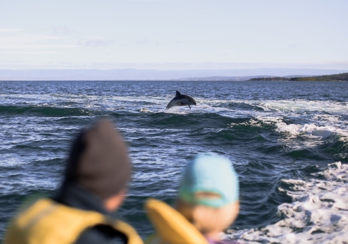 Travellers wearing life wests and sitting in a boat while watching a dolphin jumping in the waves