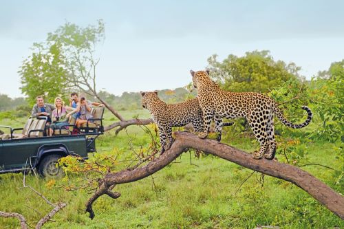 Tourists in a jeep watching two leopards standing on a branch