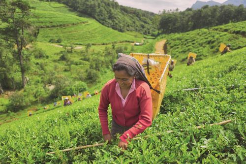 A woman harvesting tea leaves 