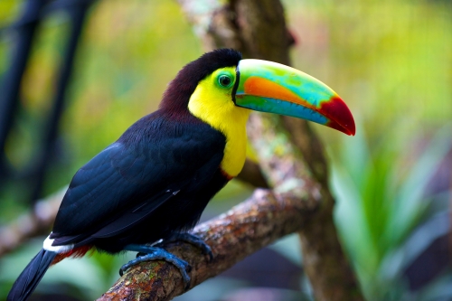Close up of a Toucan with its big colourful beak and shiny feathers.