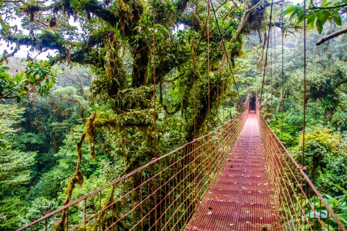A misty rainforest in Monteverde with a narrow suspension bridge surrounded by lush moss-covered trees.