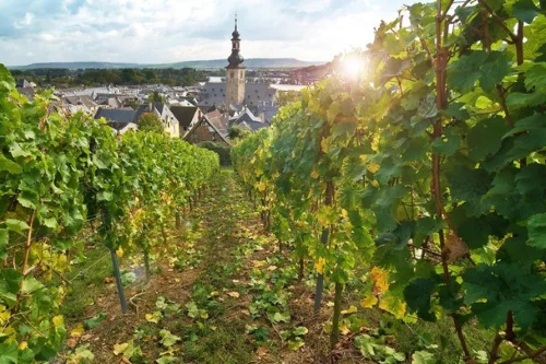  vineyard stretches toward a village with a tall church spire in the Rhine Valley