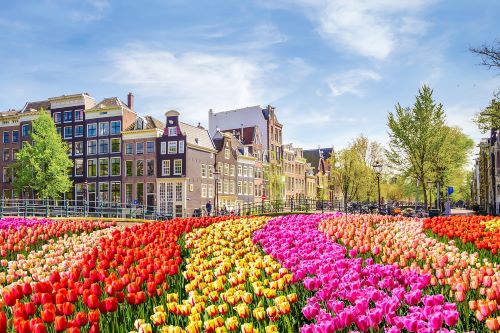 A sea of tulips in front of typical Dutch buildings 