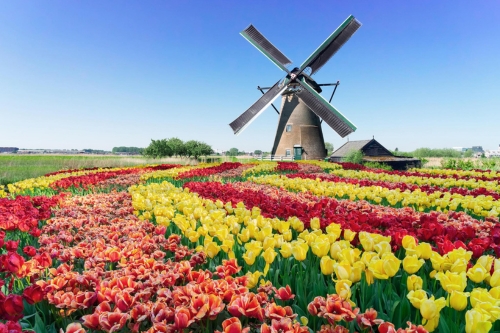 A field of colourful tulips with a traditional Netherlands windmill in the background 