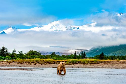 A Grizzly Bear fishing with the scenic Alaskan landscape in the background 