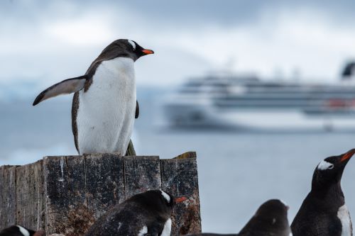 Penguins in Antarctica looking out to a cruise ship in the background 