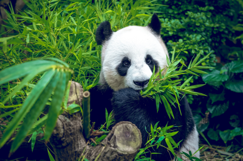 A panda eating some leaves 