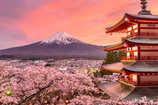 Cherry blossom trees and temples with Mount Fuji in the background 