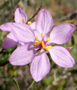 Kalbarri Visitors Centre Milk Maids RAC Wildflowers