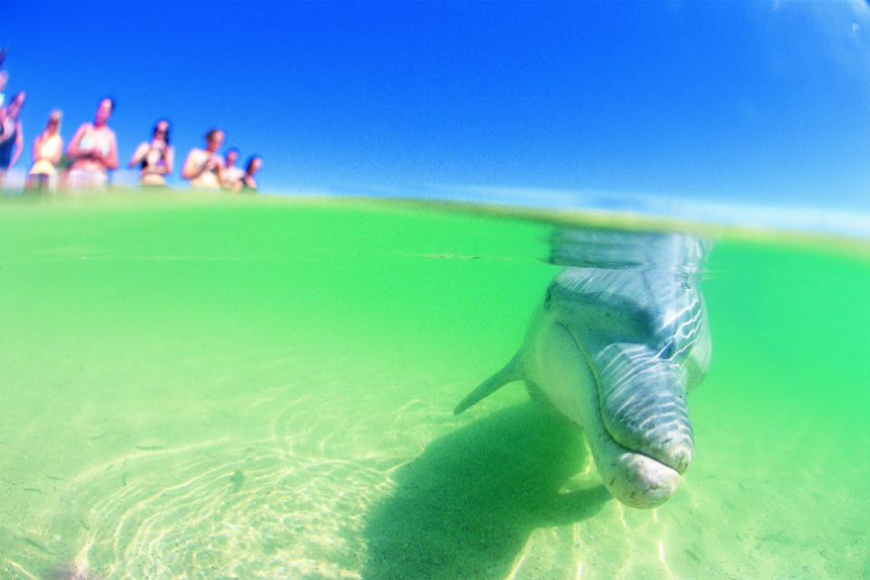 underwater photo of dolphin